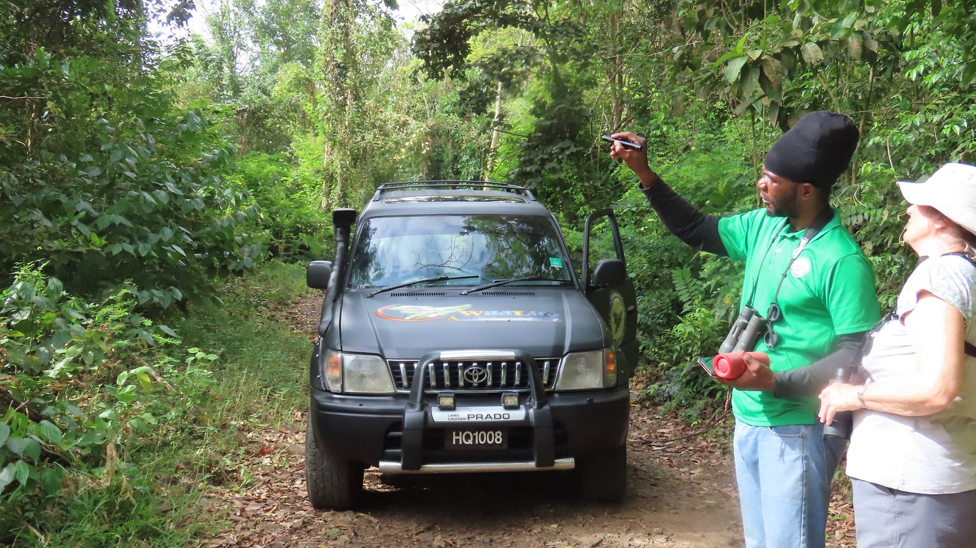 A Saint Lucian wildlife guide sharing a rainforest sighting with a visitor beside the tour vehicle