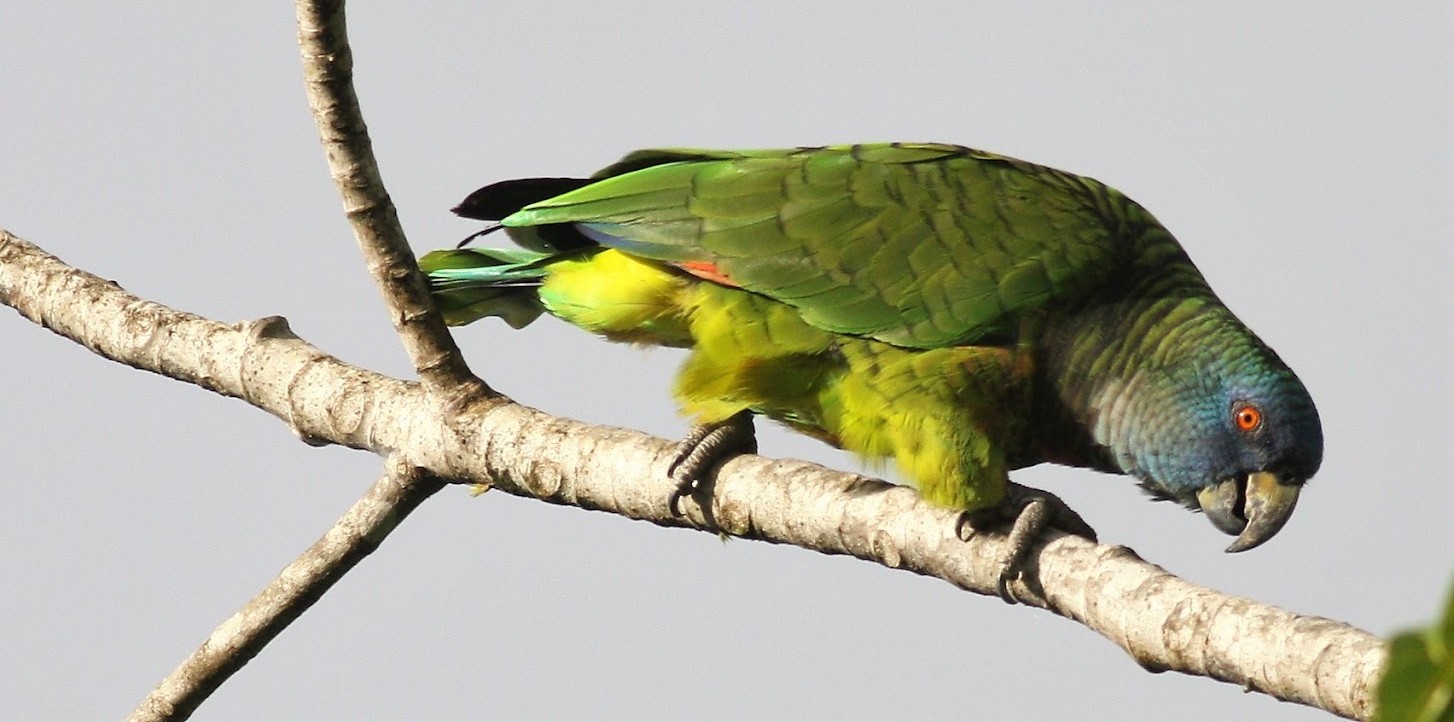 Saint Lucia Parrot in forest foliage