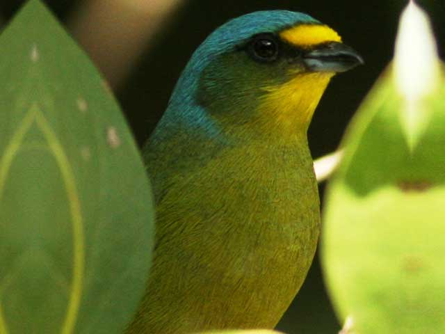 Blue-hooded Euphonia