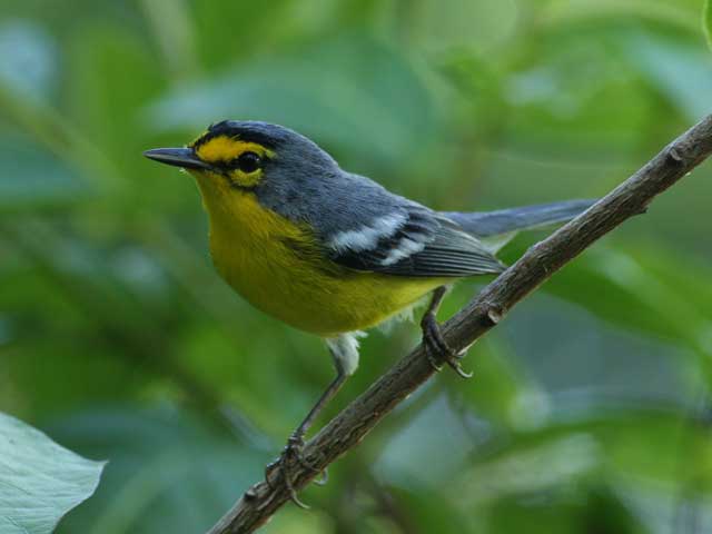 St. Lucia Warbler