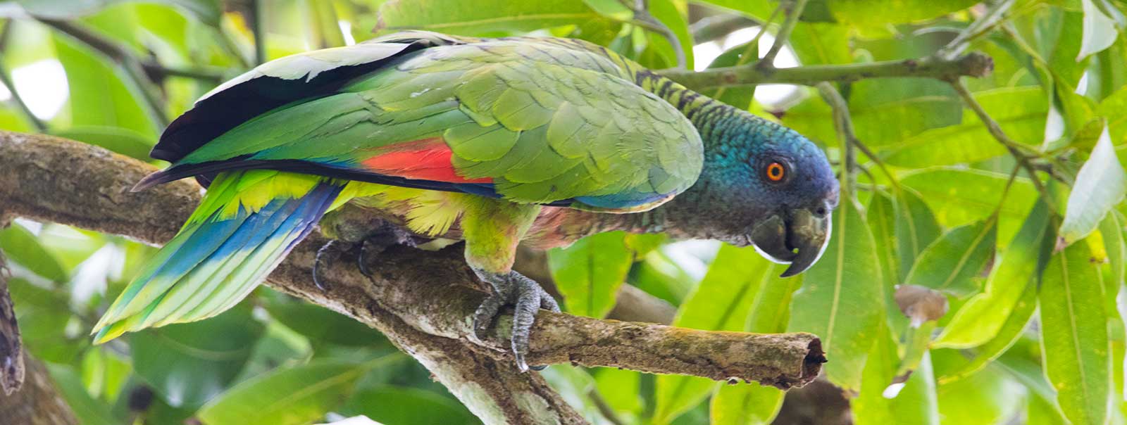 Saint Lucia parrot in forest habitat