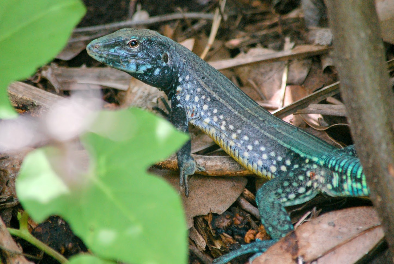 Saint Lucia Whiptail