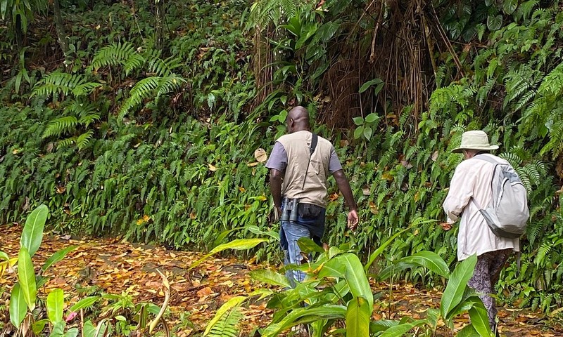 Coast To Canopy Guided Rainforest Walk