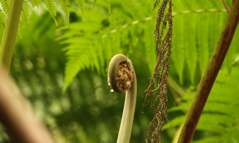 Fern detail on countryside nature walk