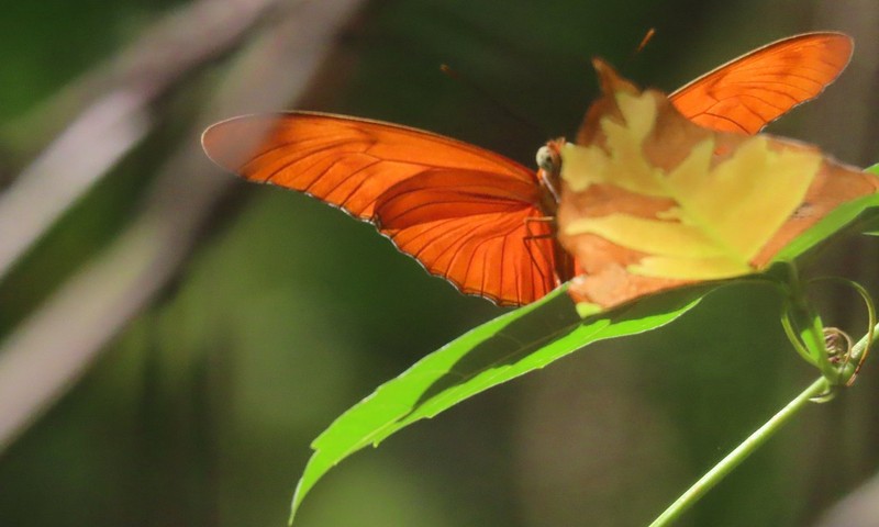 Countryside Nature Walk Orange Butterfly