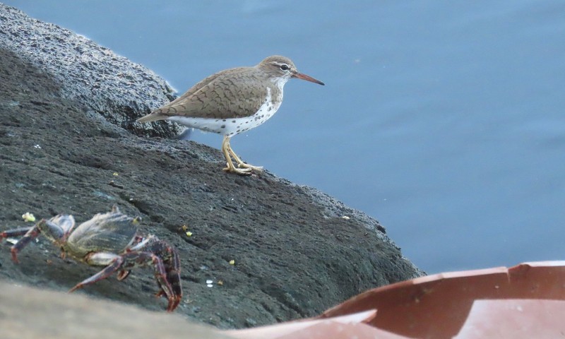 Cruise Ship Birding Shorebird Coast Crabs