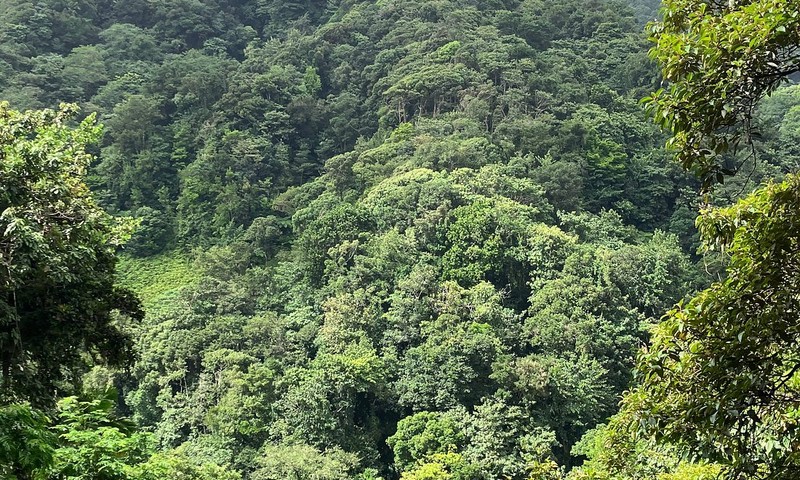 Des Cartiers Rainforest Valley
