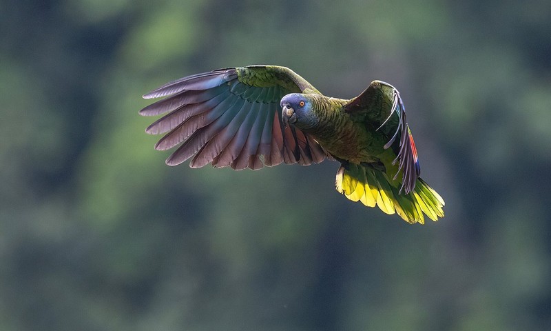 Hardcore Birding St. Lucia Parrot In Flight