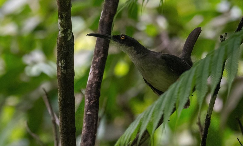 Hardcore Birding St. Lucia Warbler Forest