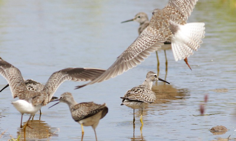 Hardcore Birding Wetland Shorebirds