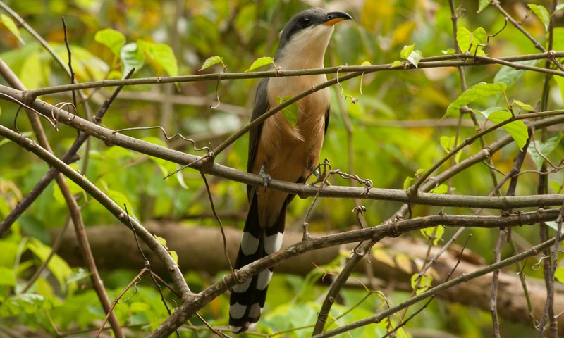 North East Birding Mangrove Cuckoo Forest