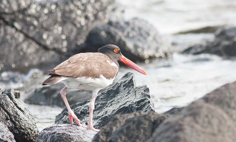 North East Birding Shorebird Rocky Coast