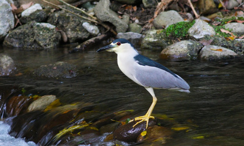 North East Birding Stream Heron