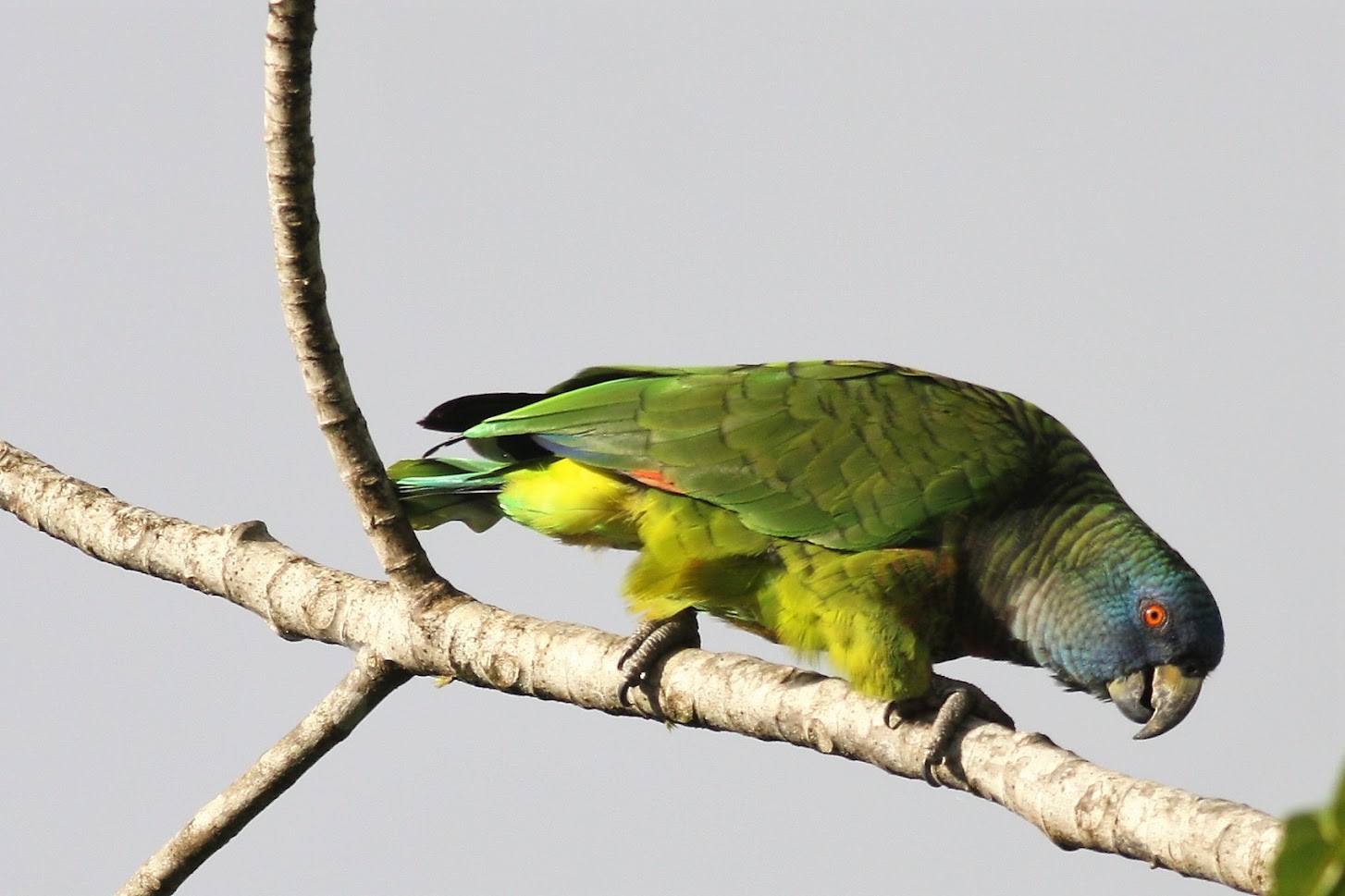 St. Lucia Parrot, one of the flagship endemic species targeted on the Small Six Safari