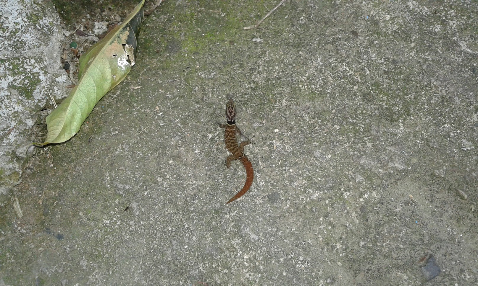 St. Lucia Pygmy Gecko, one of the island's smallest endemic reptiles