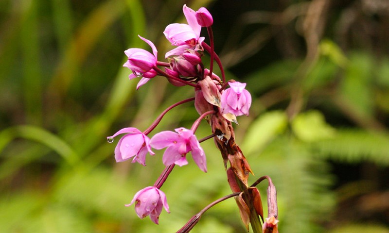 Tropical rainforest flower along the birding route