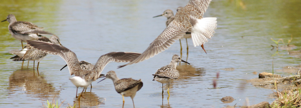 Saint Lucia wetland and bird habitat