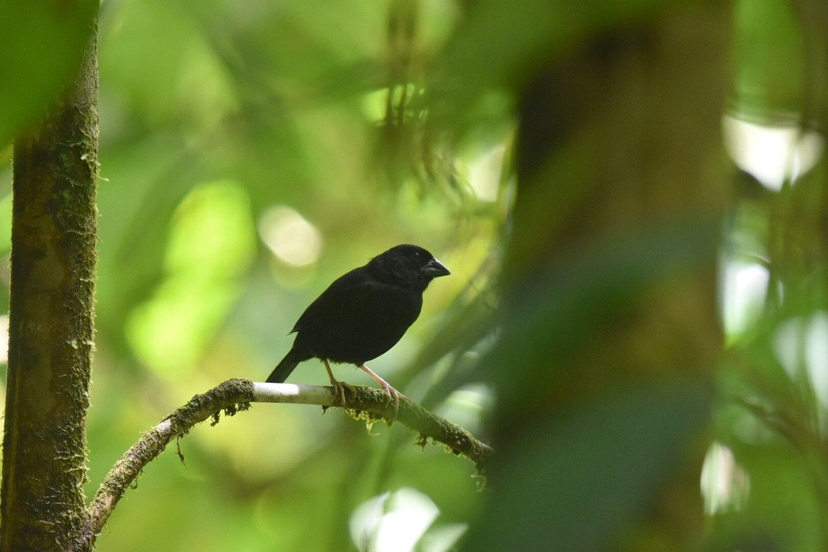 Saint Lucia Black Finch