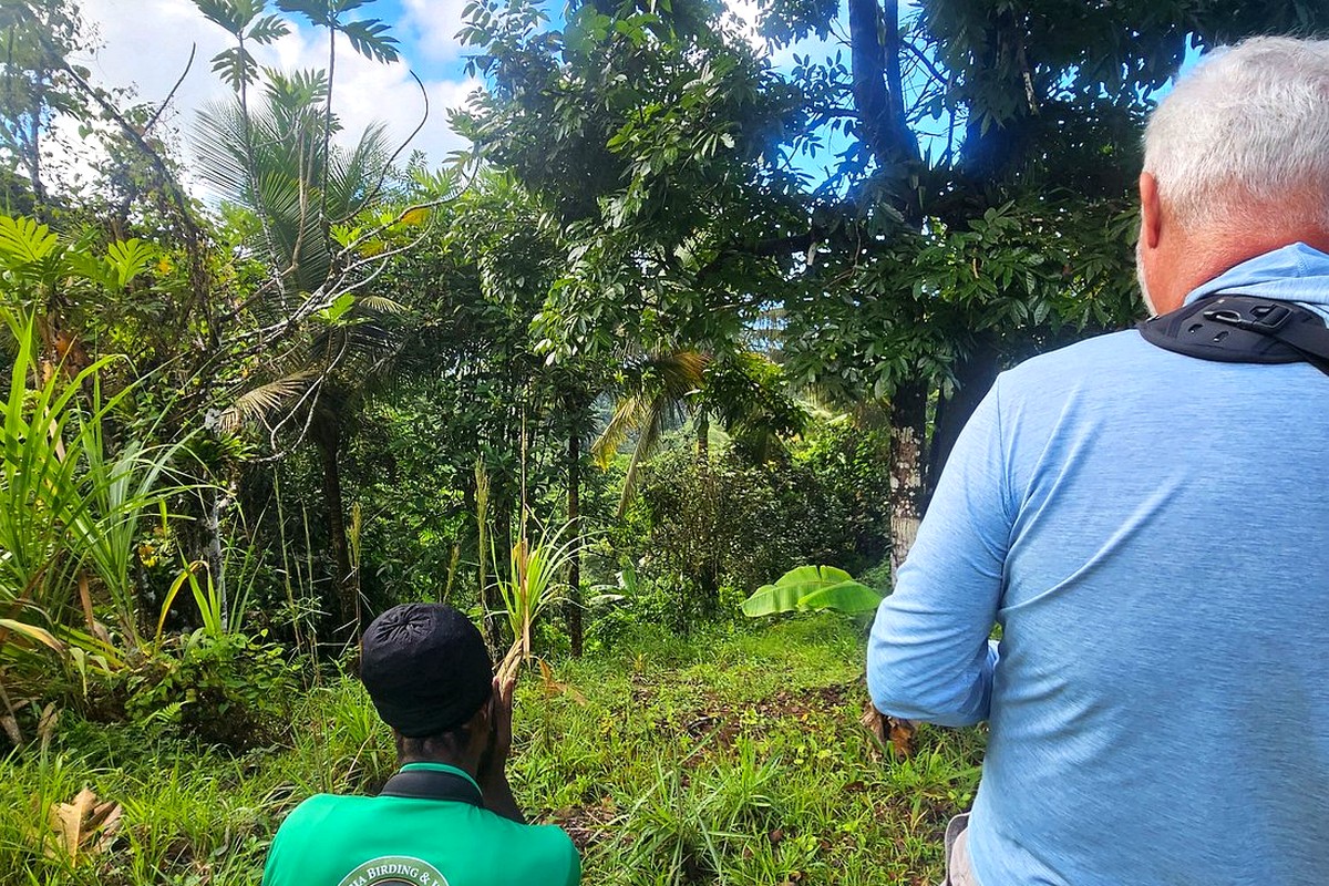 A local guide and visitor searching carefully through forest habitat in St. Lucia