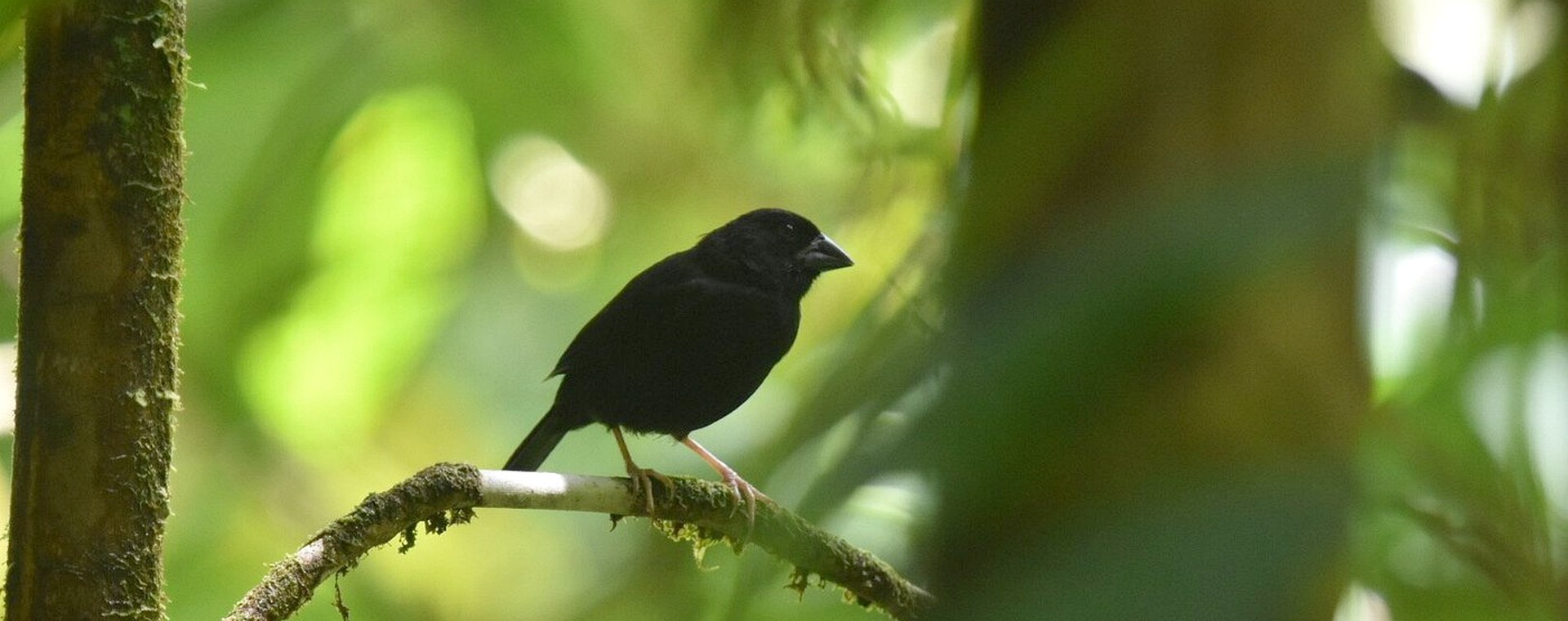 Male St. Lucia Black Finch perched in shaded forest understorey