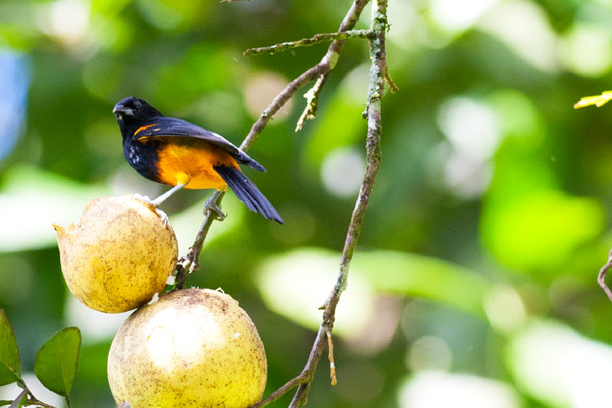 St. Lucia Oriole perched on fruit in dappled forest light