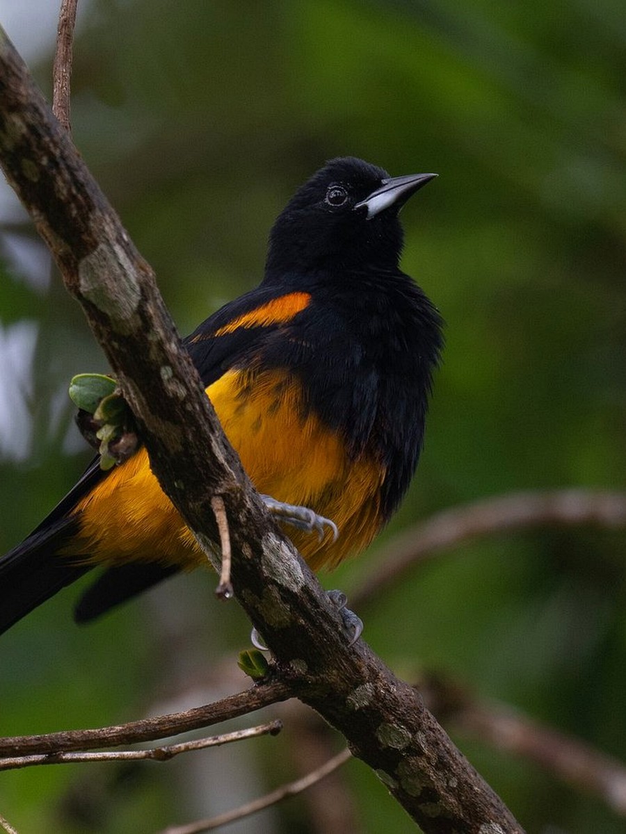 Adult St. Lucia Oriole showing glossy black plumage and orange-yellow belly and shoulder