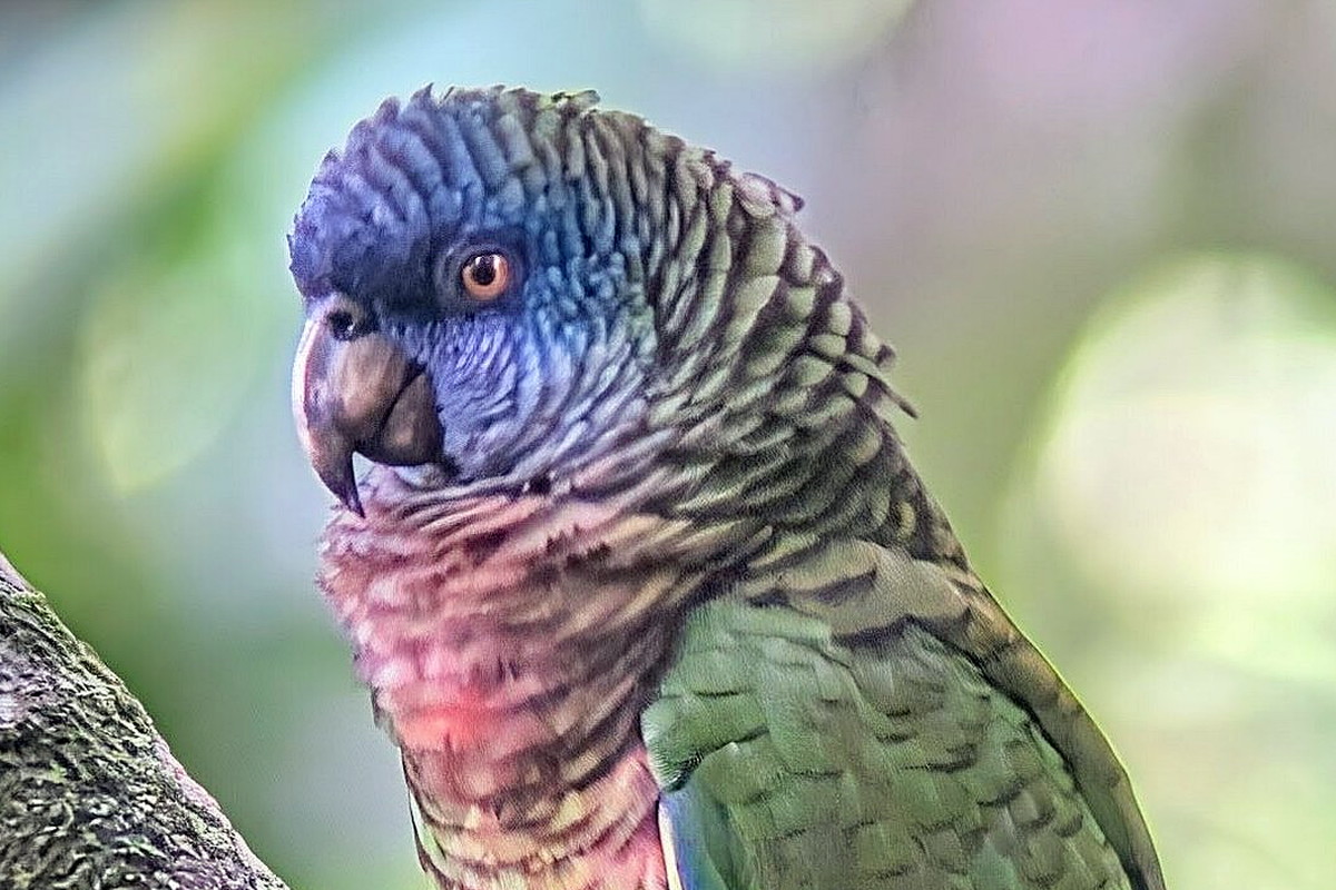 Saint Lucia Parrot