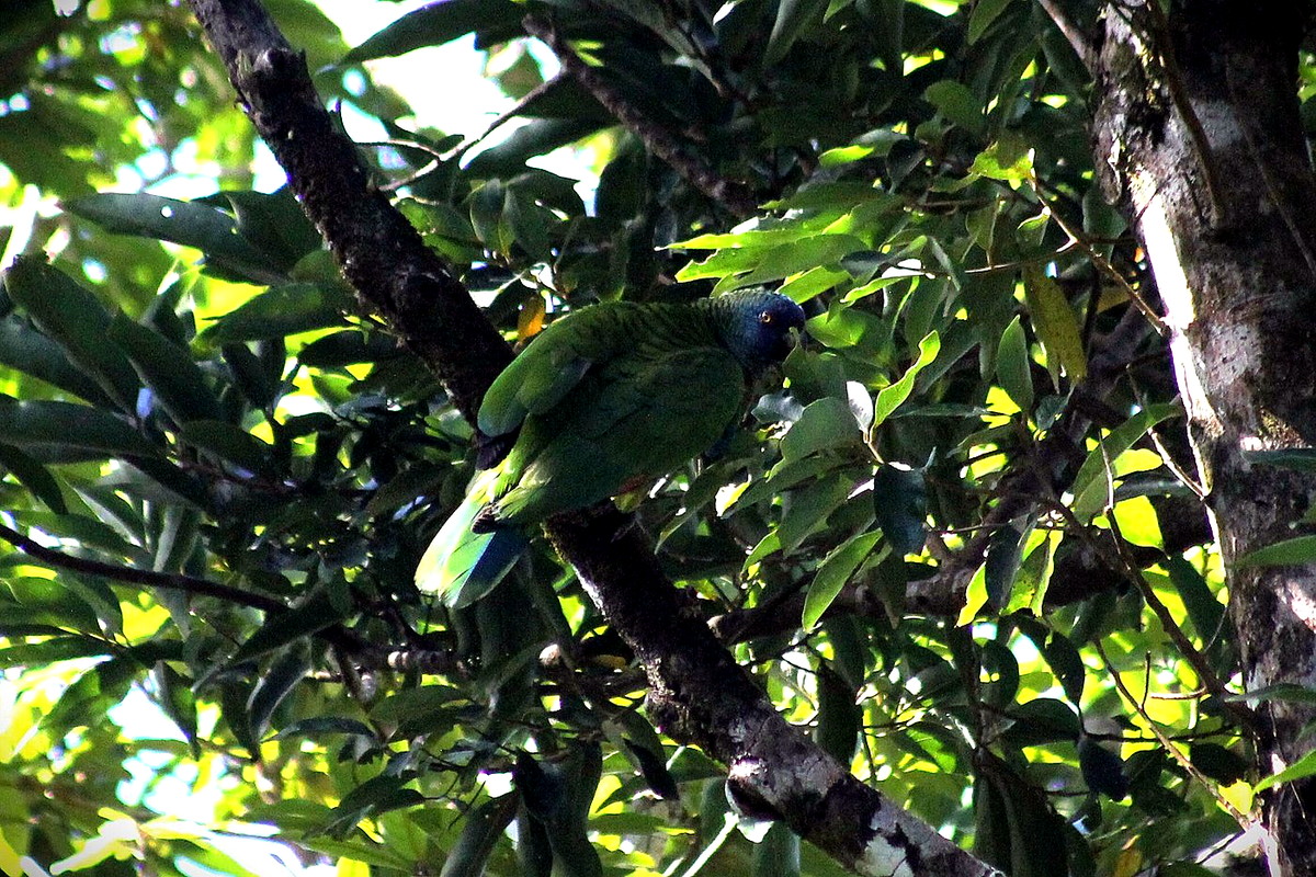 St. Lucia Parrot partly concealed in the rainforest canopy