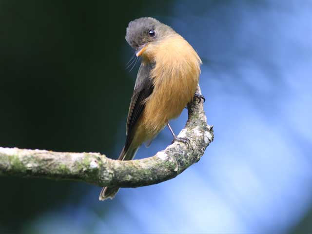 Saint Lucia Pewee