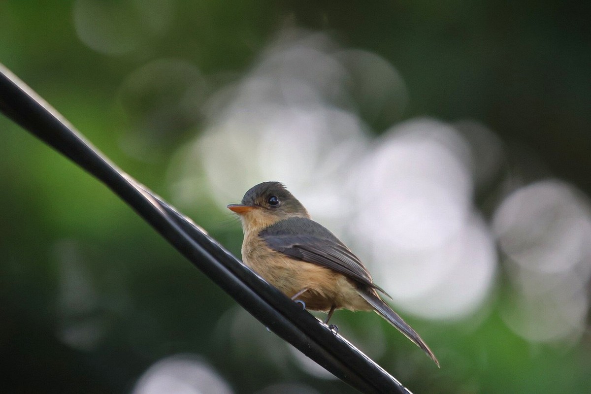 St. Lucia Pewee perched upright while watching for insects