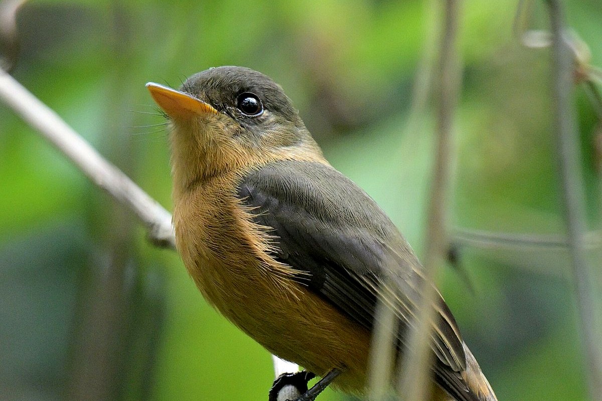 Close view of a St. Lucia Pewee showing warm brown underparts