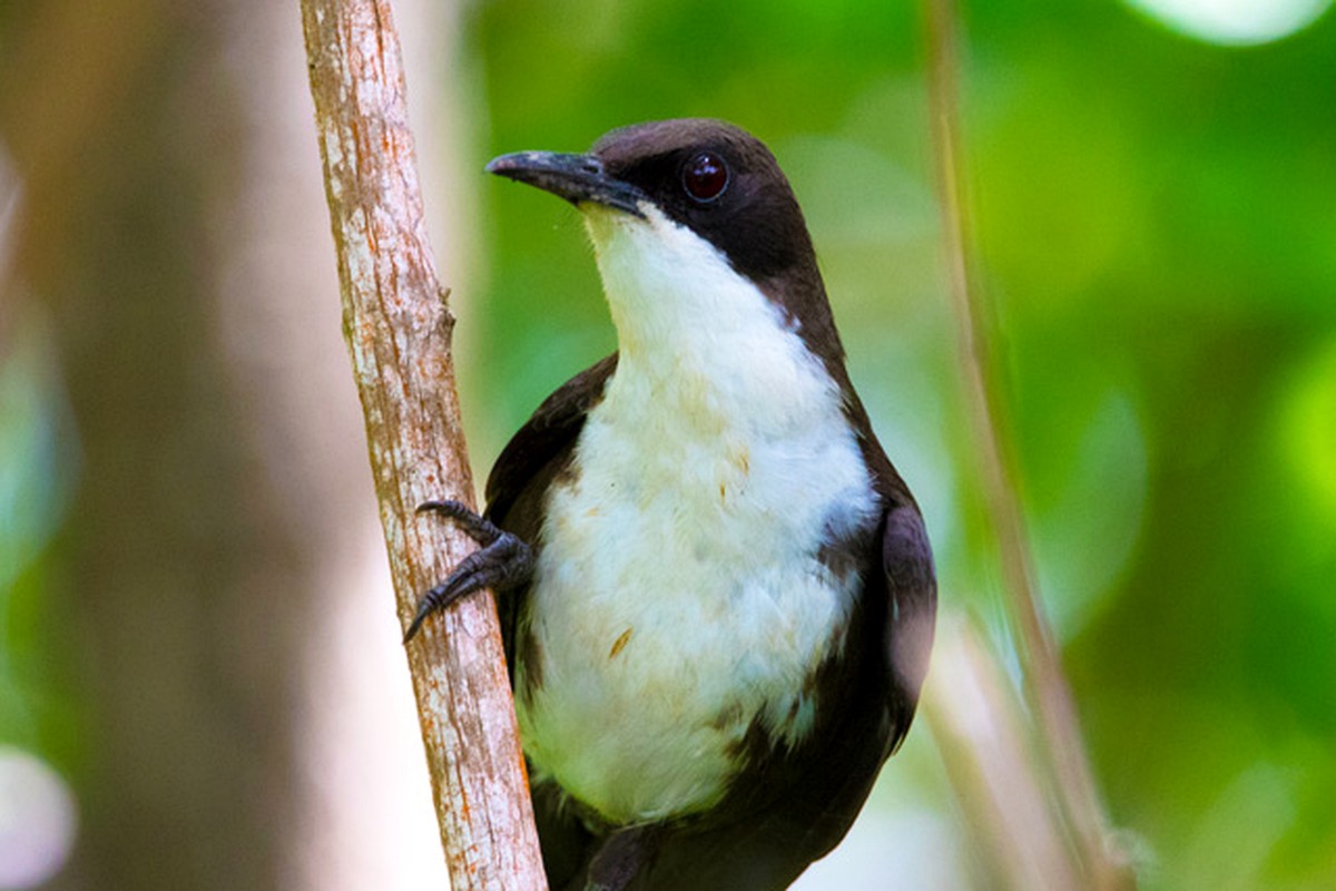 St. Lucia Thrasher in dry forest
