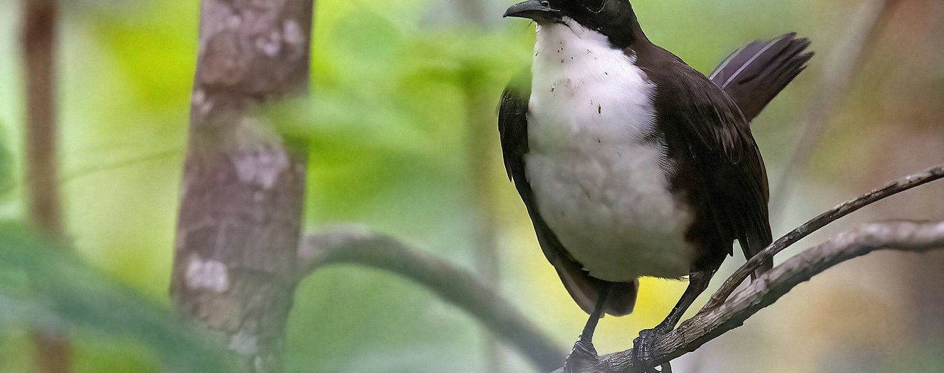 St. Lucia Thrasher perched in green dry-forest vegetation