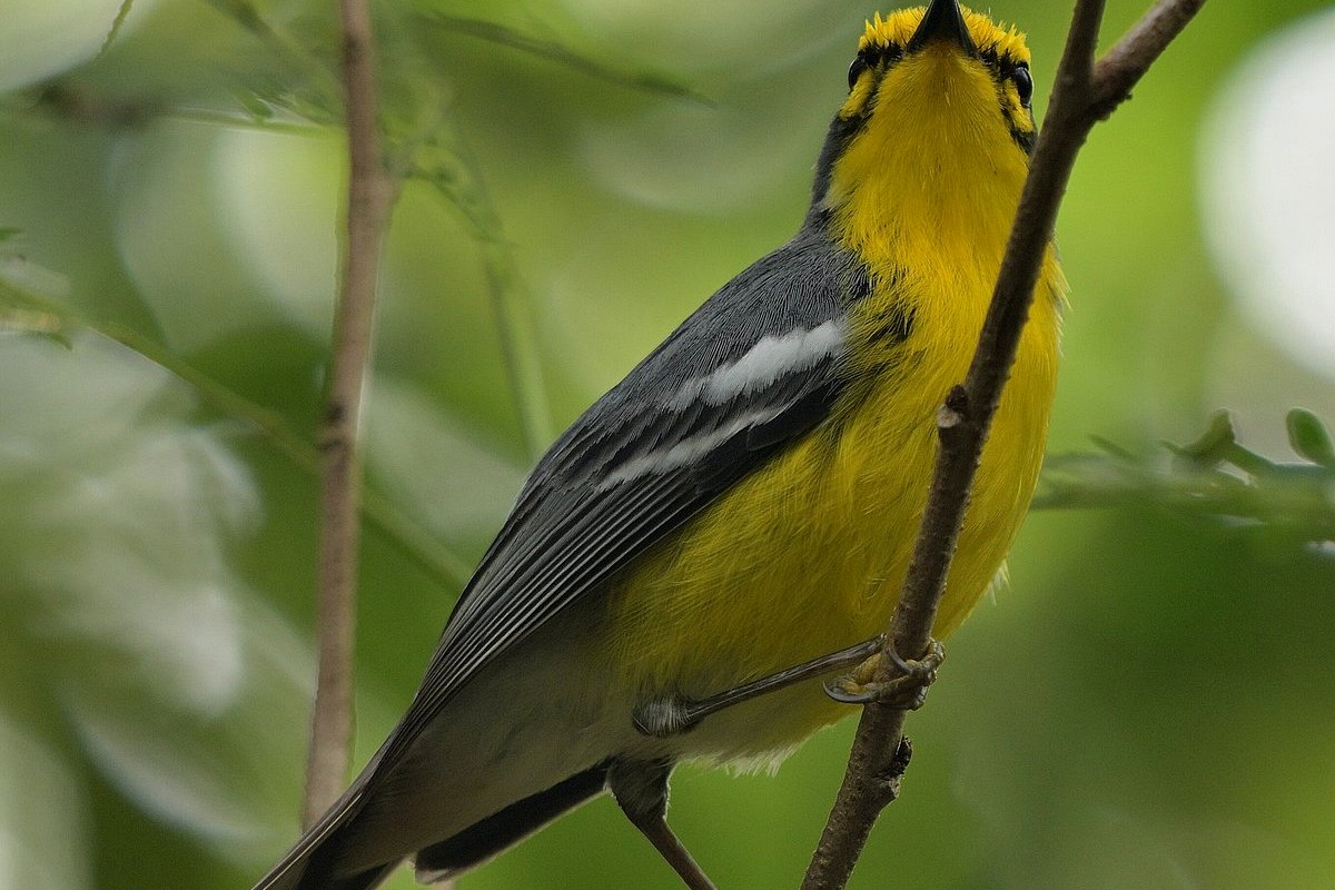 St. Lucia Warbler looking upward from a forest branch