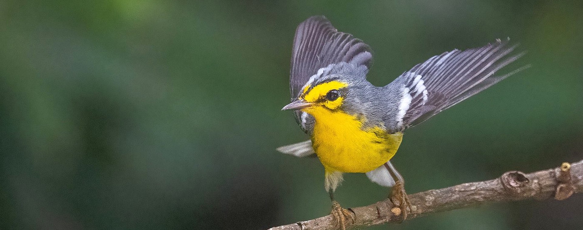St. Lucia Warbler spreading its wings while perched on a branch