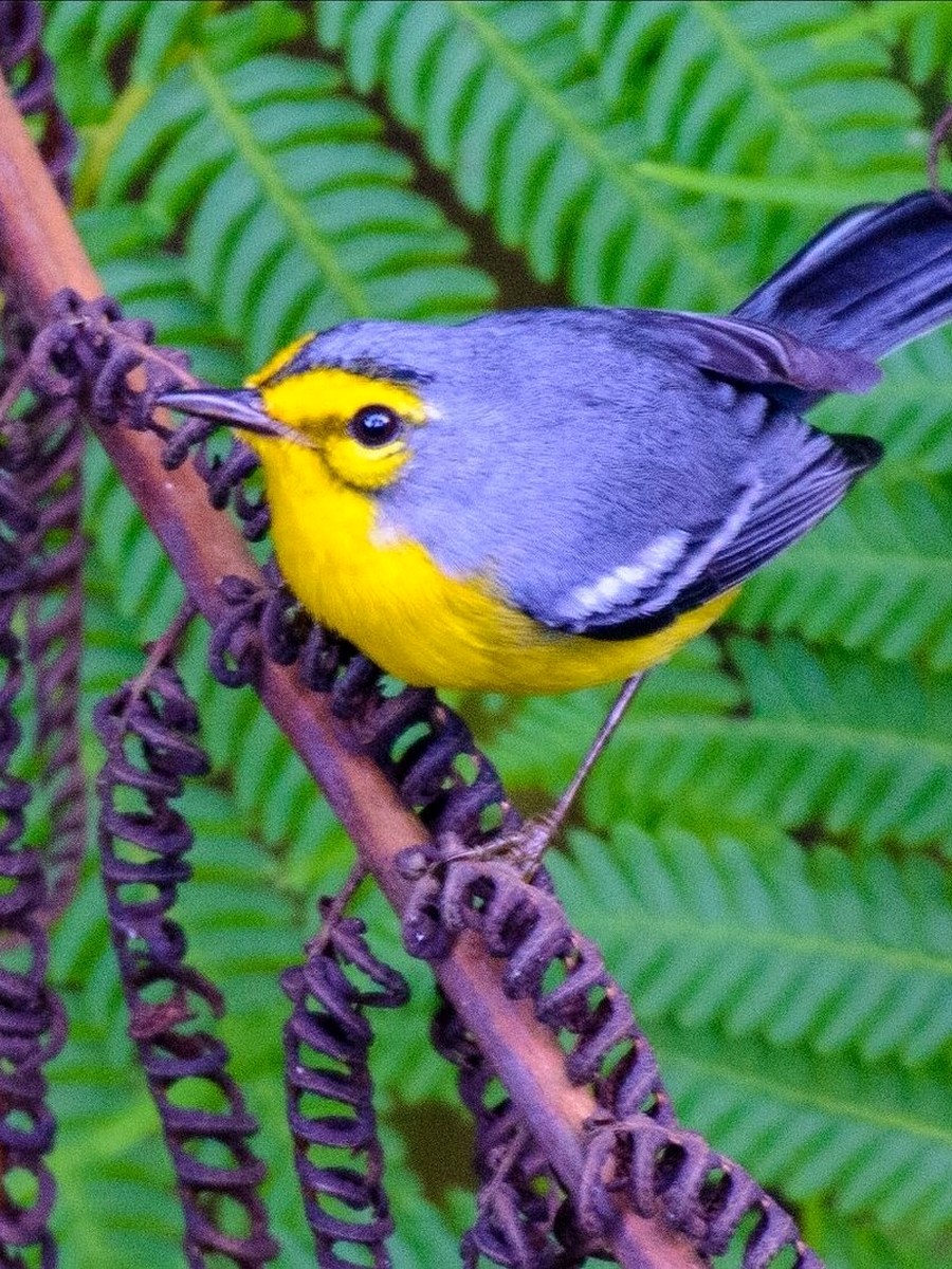 St. Lucia Warbler in side profile showing its yellow face and underparts, blue-grey back and white wing bars