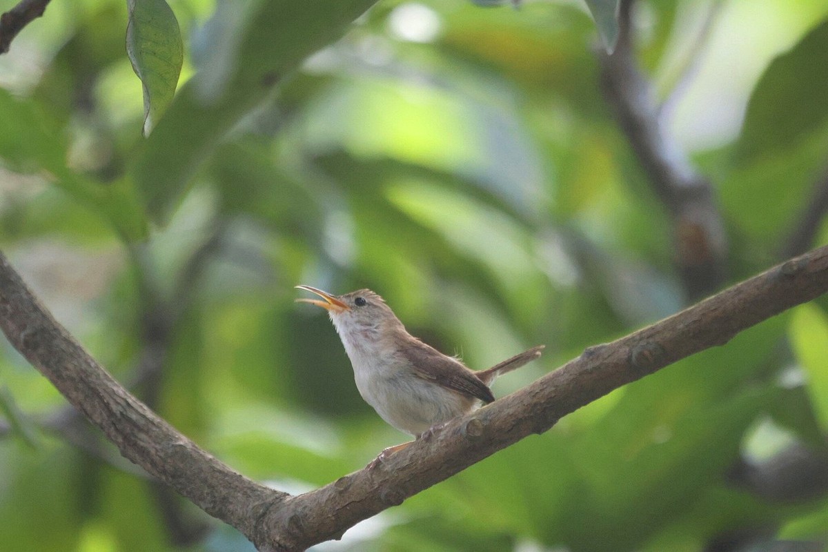 St. Lucia Wren singing from a forked tree branch