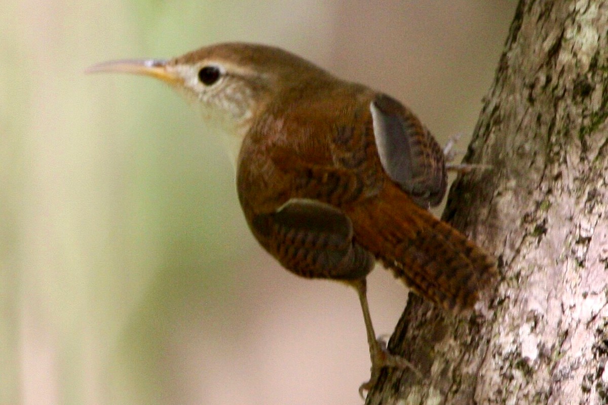 St. Lucia Wren clinging to a tree trunk, showing barring on its wings and tail