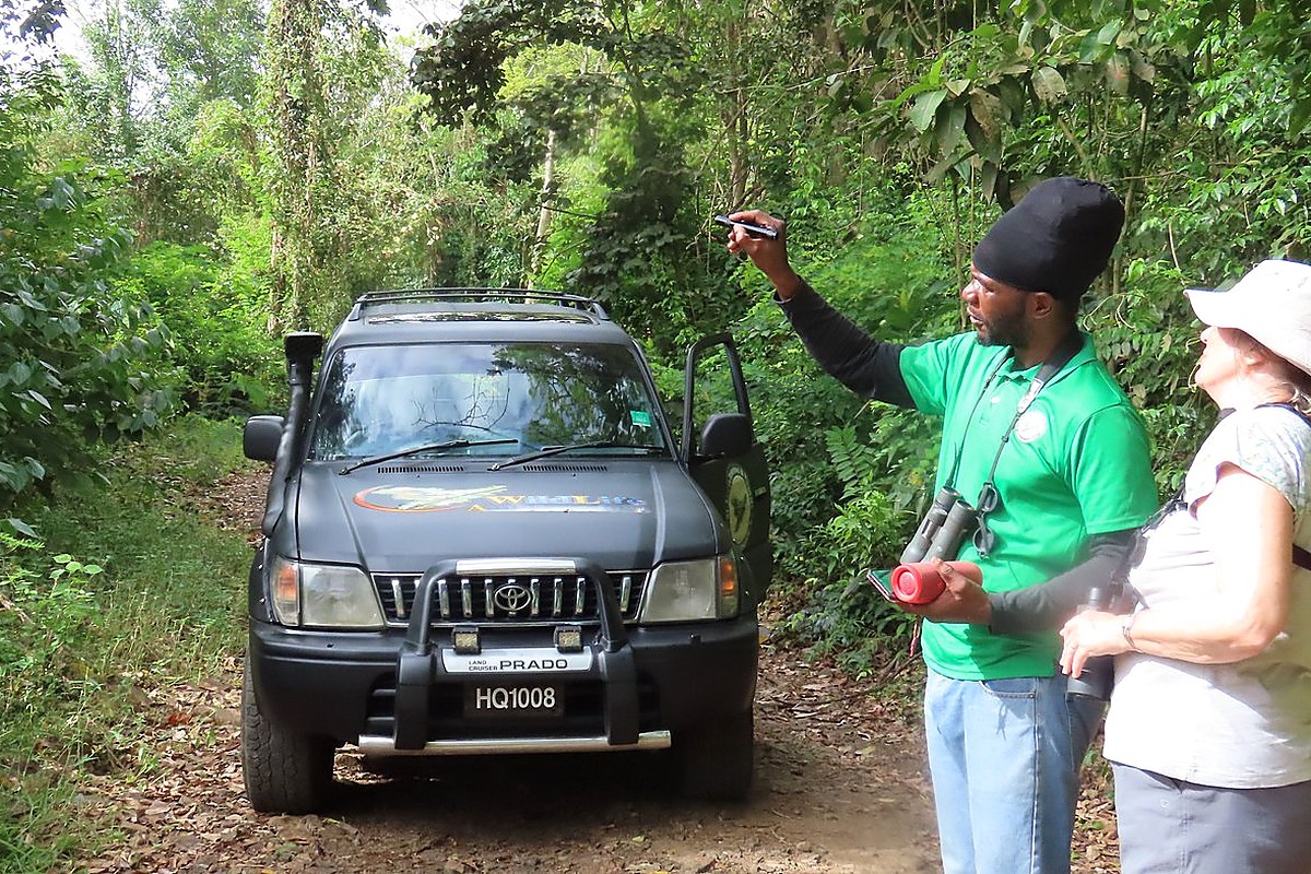 A local guide and visitor searching for birds beside a forest trail in St. Lucia