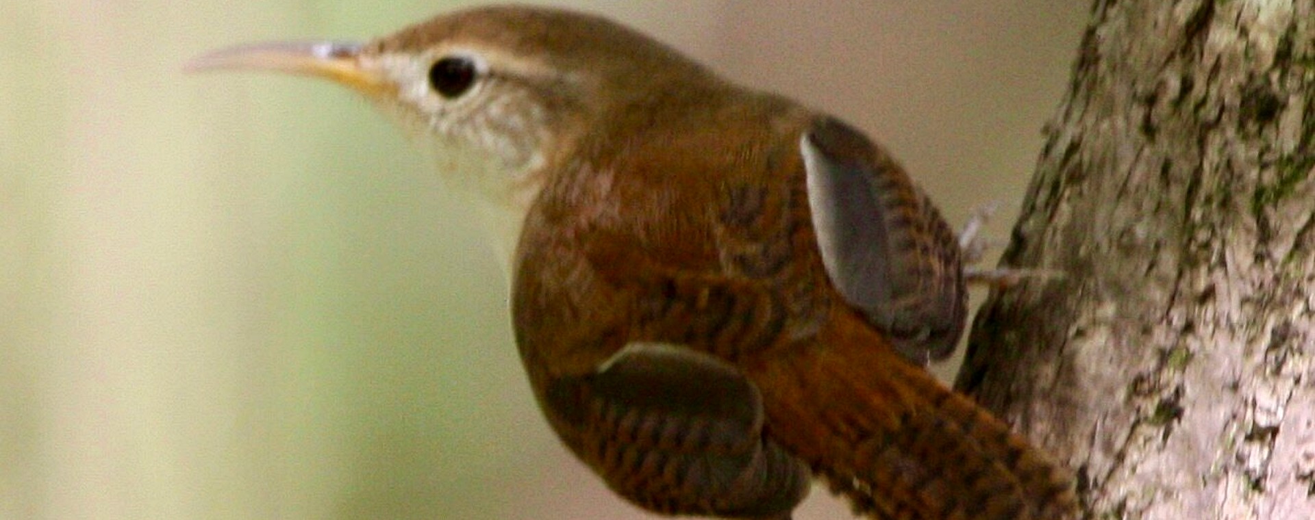 Close view of a St. Lucia Wren clinging to a tree trunk