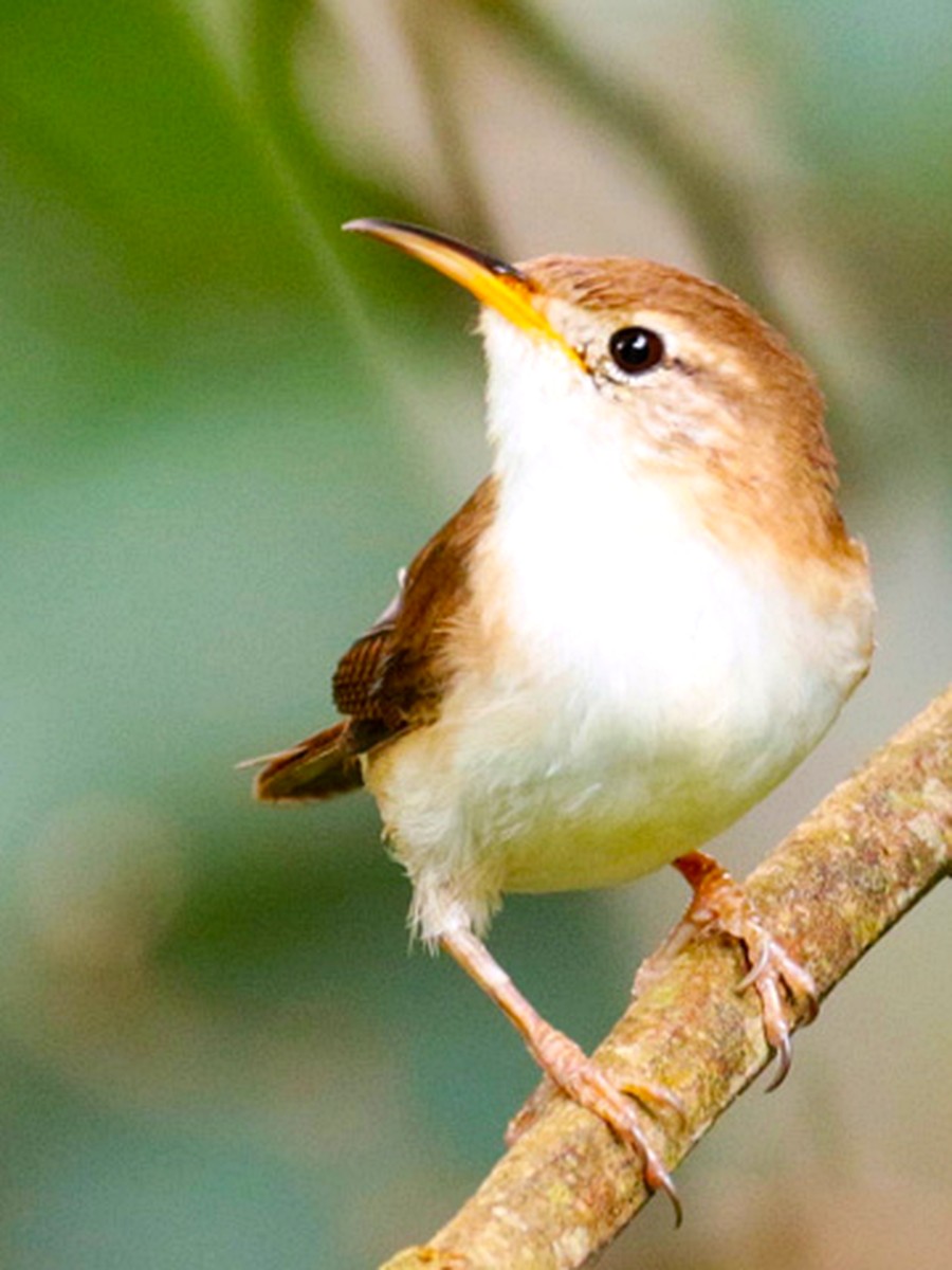 St. Lucia Wren perched on a branch, showing pale underparts and brown upperparts