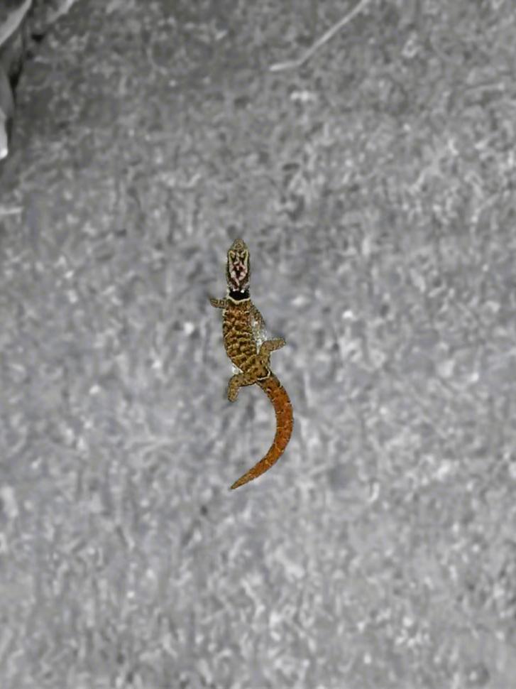 Portrait view of St. Lucia Pygmy Gecko