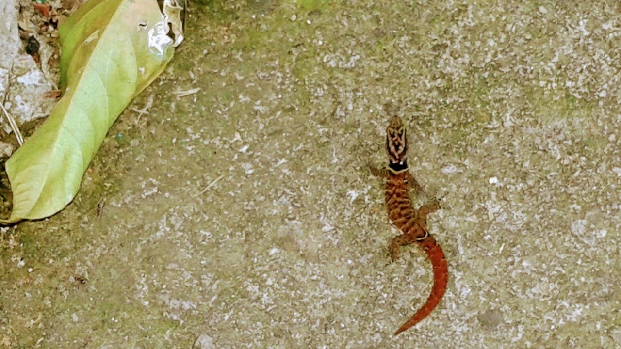 Saint Lucia Pygmy Gecko