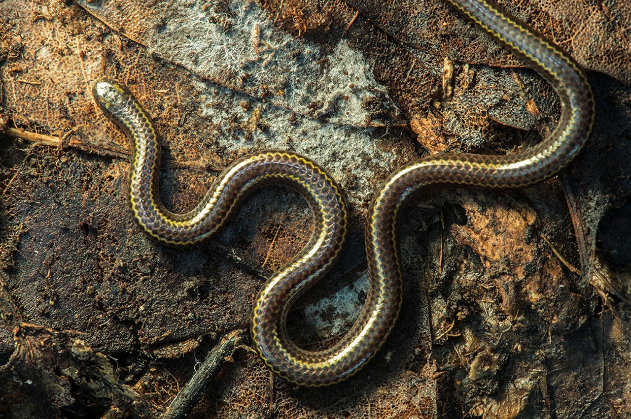 Saint Lucia Worm Snake